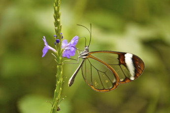 Картинка животные бабочки +мотыльки +моли растение цветок насекомое бабочка крылья