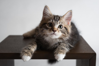 Картинка животные коты фон киса коте кот кошка котёнок взгляд стол