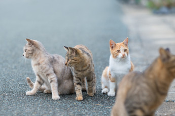 Картинка животные коты группа кошки