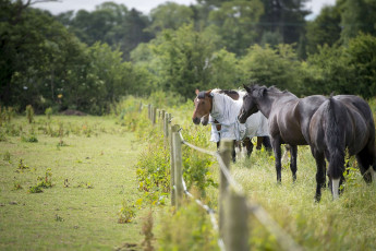 Картинка животные лошади лето загон ограда попона кони