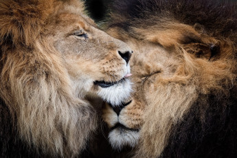 Картинка животные львы природа звери