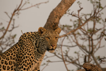 Картинка животные леопарды морда африка кошка