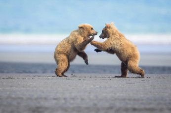 Картинка животные медведи игра борьба драка парочка медвежата