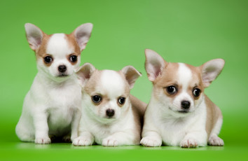 Картинка животные собаки милые трио щенки чихуахуа