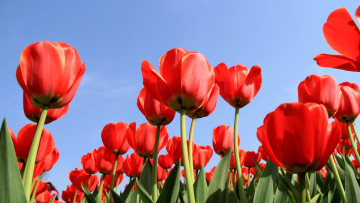 Картинка цветы тюльпаны фон лепестки