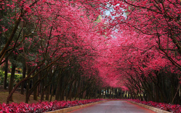 Картинка природа парк дорога деревья аллея цветущие сакура