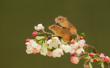 Картинка животные крысы +мыши грызуны мыши пара ветка цветы