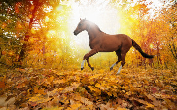 Картинка животные лошади осень лошадь