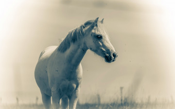 Картинка животные лошади природа лето конь