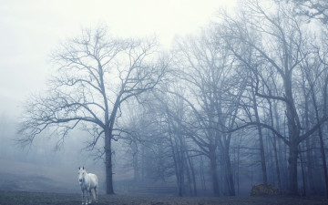 Картинка животные лошади утро туман конь