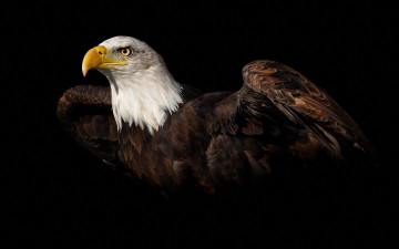 Картинка животные птицы+-+хищники орел взгляд черный фон крылья