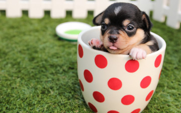 Картинка животные собаки собака щенок трава забор чашка