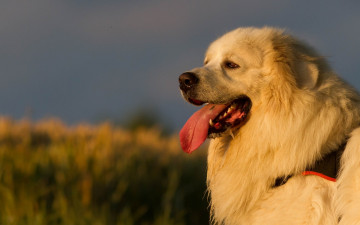 Картинка животные собаки собака шерсть пёс язык