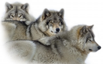 Картинка животные волки +койоты +шакалы фон природа