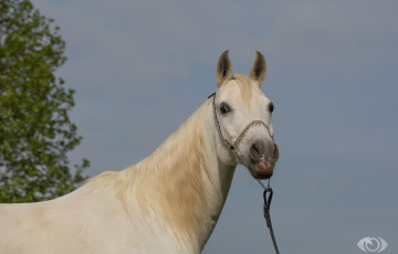 Картинка автор +oliverseitz животные лошади грация небо морда белый конь