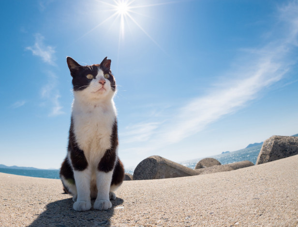 Обои картинки фото животные, коты, киса, солнечно, камни, море, взгляд, небо, солнце, фон, ушки, кошка, коте, кот