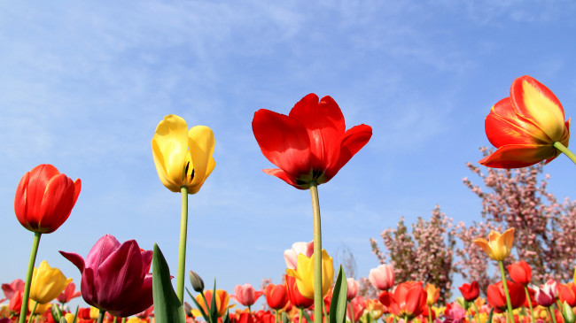 Обои картинки фото цветы, тюльпаны, фон, лепестки