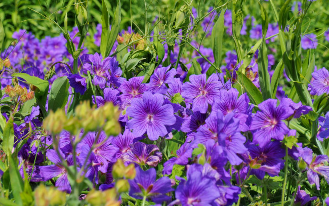 Обои картинки фото цветы, герань, лепестки, норвежская, макро, фиолетовый