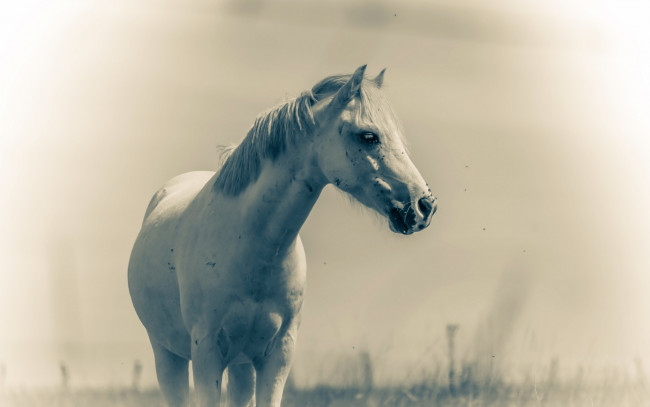 Обои картинки фото животные, лошади, природа, лето, конь