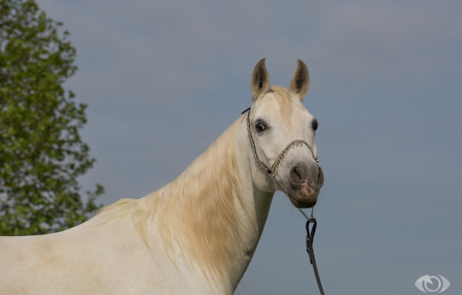 Обои картинки фото автор,  oliverseitz, животные, лошади, грация, небо, морда, белый, конь