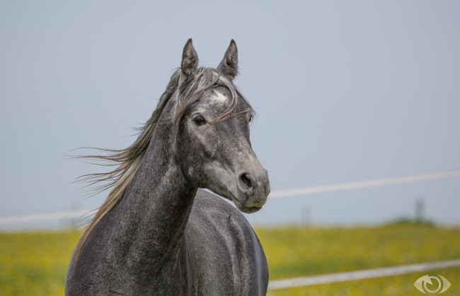 Обои картинки фото автор,  oliverseitz, животные, лошади, грива, морда, серый, конь