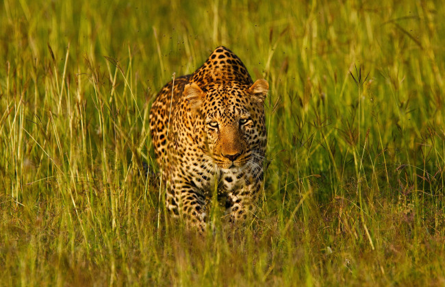 Обои картинки фото животные, леопарды, свет, маскировка, морда, трава, кошка, африка