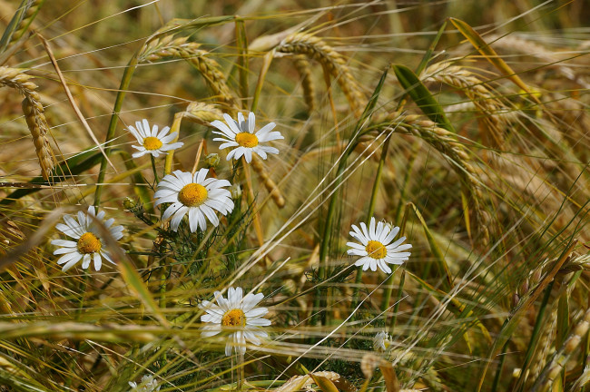 Обои картинки фото цветы, ромашки, пшеница, колоски, лето, поле