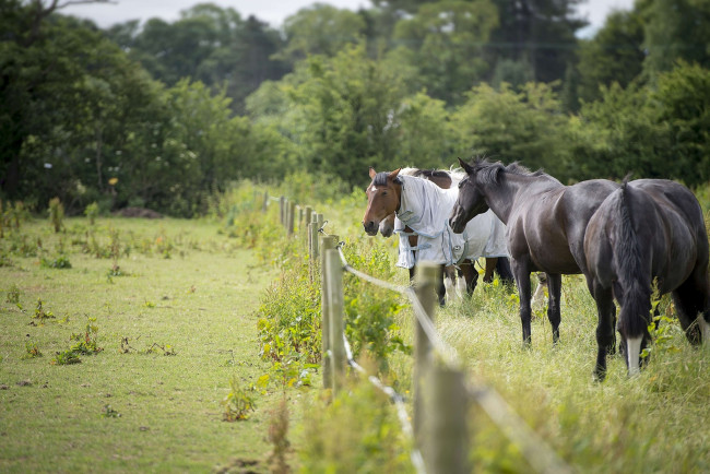 Обои картинки фото животные, лошади, лето, загон, ограда, попона, кони