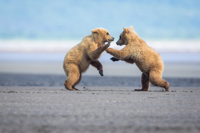 Обои картинки фото животные, медведи, игра, борьба, драка, парочка, медвежата