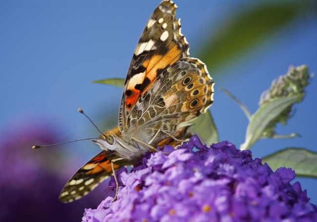 Обои картинки фото животные, бабочки,  мотыльки,  моли, макро, травинка, насекомое, фон, бабочка, крылья, усики