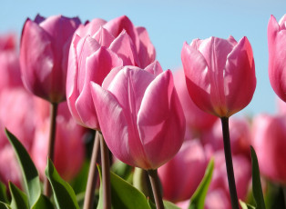 Картинка цветы тюльпаны розовый макро бутоны весна