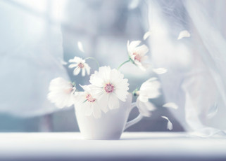 Картинка цветы космея шторы чашка лепестки