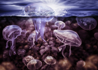 обоя животные, медузы, вода, всплеск, подводный, мир, щупальца
