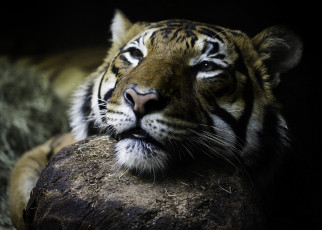 Картинка животные тигры глаза тигр дикая кошка морда взгляд