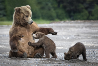 обоя животные, медведи, мишка, мама