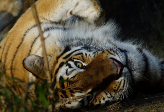 Картинка животные тигры тигрёнок взгляд кошка амурский тигр мох камень котёнок