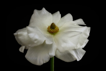Картинка цветы калужницы +лютики лютик белая лепестки цветок фон макро