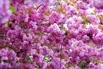 обоя цветы, цветущие деревья ,  кустарники, ветви, розовый, весна, цветение