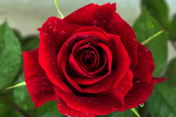 Картинка цветы розы капли красный лепестки роза цветок макро