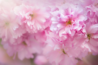 Картинка цветы сакура +вишня розовый макро весна цветение