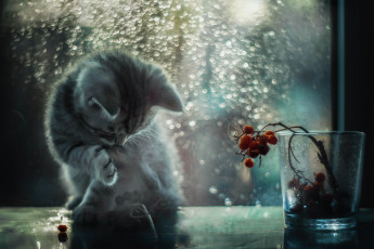 Картинка животные коты капли ягоды стакан котенок