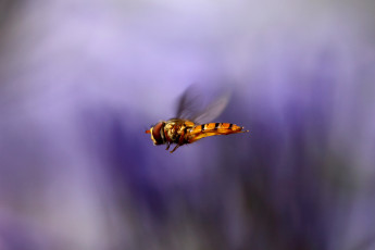 Картинка животные насекомые летают крылья полет насекомое макро размытость