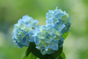 Картинка цветы гортензия фон букет синий