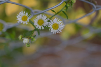 Картинка цветы маргаритки белые