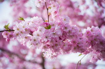 Картинка цветы сакура +вишня весна цветение ветка розовый