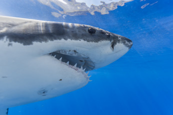 Картинка животные акулы море подводный мир рыбы океан