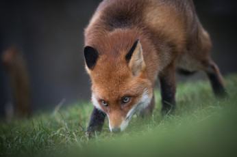 Картинка животные лисы ушки мордочка взгляд нюхает лиса