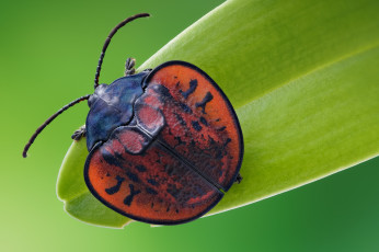 Картинка животные насекомые насекомое макро жук лист