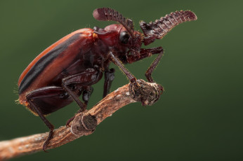 Картинка животные насекомые жук пуссена насекомое макро