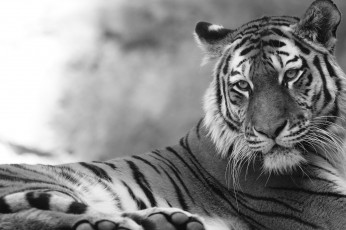 Картинка животные тигры отдых камни кошка амурский тигр
